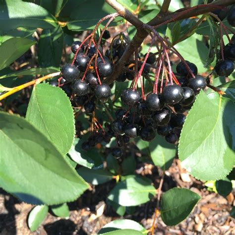 Promoting Mental Clarity and Focus with Aronia Meloncarpa Autumn Magic
